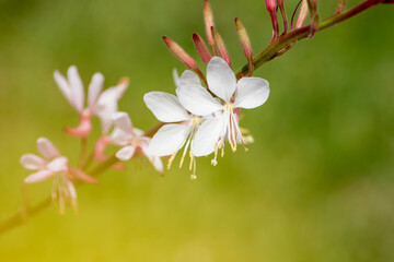 美しい形のガウラはその花姿から「ハクチョウソウ」とも呼ばれています。