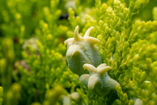 Foto de Stock 何とも可愛らしい形の花が咲いているのはヒバの木です