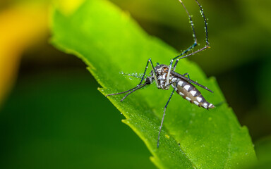 A mosquito perched on a green leaf and water drops, Selective focus, Close up photo of insect.