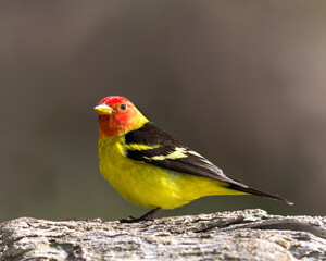 A male Western Tanager perches in the morning light.