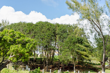 Landscape Of Trees