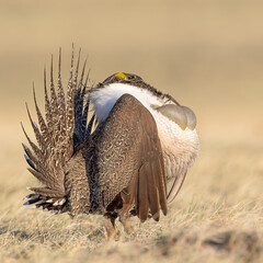 A male sage grouse in full courtship display