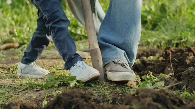 Organic Harmony: Amidst the summer's green splendor, a happy family tends to their organic farm, reaping the rewards of their nurturing hands