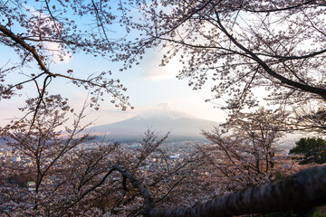 夕日に照らされる富士山とそれを囲む桜の花　新倉山淺間公園　富士吉田