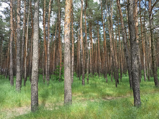 Fototapeta premium green forest in summer shot-close-up
