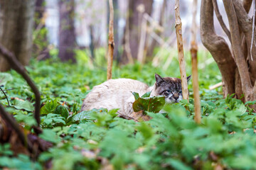森の中で物陰から睨みをきかせる野生の猫