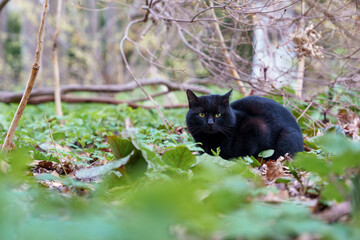 森の中で睨みをきかせる野生の黒猫