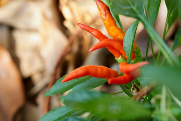 Fresh red chili peppers in vegetable garden