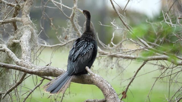 A big anhinga bird resting on tree branch in Florida wetlands