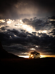 Dramatic Lone Tree over Sunset - 604240236