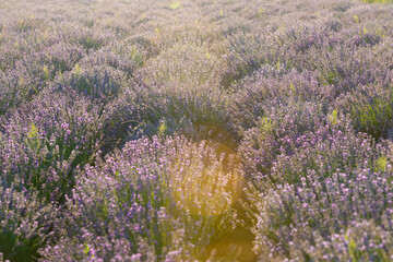 Obraz premium Scenic view of purple lavender field at sunset on a sunny day in the countryside with rows of purple flowers