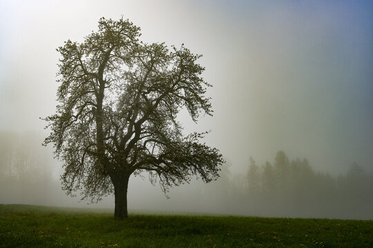 Pear tree in the fields on a misty spring morning in Switzerland - hazy picture