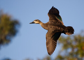 Duck in flight, turning © Michael