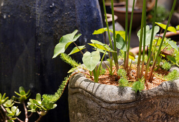 potted taro plants