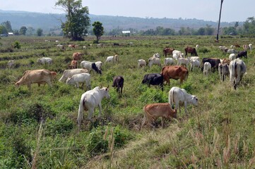 herd of cows