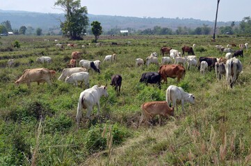 Fototapeta na wymiar herd of cows