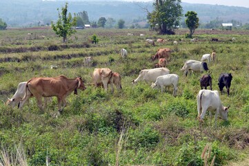 cows in the field