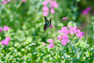 初夏の花々とアオスジアゲハ