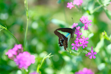 初夏の花々とアオスジアゲハ