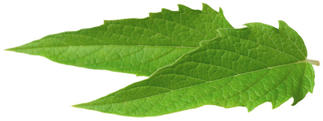 Fototapeta premium Fresh sesame leaves isolated on the white background.