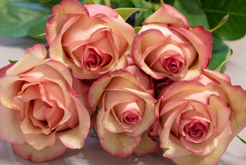 Five cream roses in a bouquet is a close-up