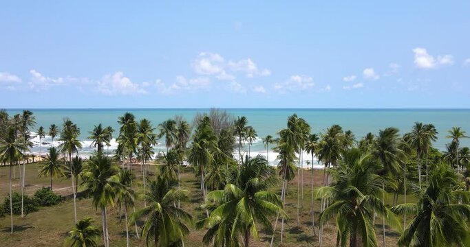 aerial view top of plam tree near bule beach water.