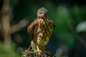 A crested goshawk Accipiter trivirgatus native to tropical asia resting on a branch with natural background 