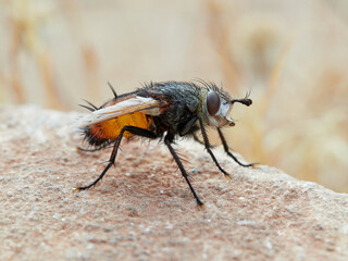 Bristle Flies in a natural environment. Peleteria rubescens