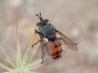 Bristle Flies in a natural environment. Peleteria rubescens