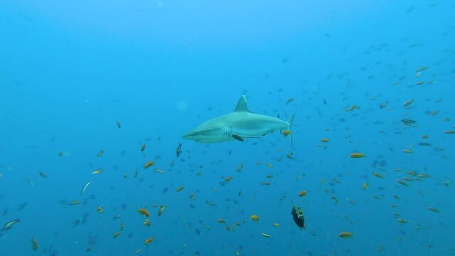 Grey reef sharks swimming underwater on tropical coral reef