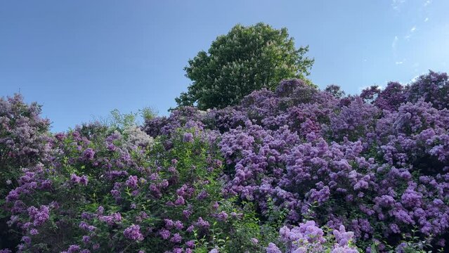 Lilac flowers shrubs in bloom and blossoming horse chestnut tree in beautiful spring park.