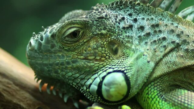 Close-up, smooth camera movement, a green iguana sits and does not move in a zoo enclosure.
