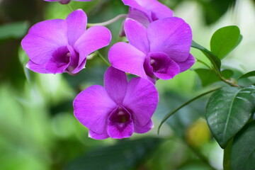 orchid flowers