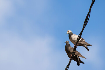 Fototapeta na wymiar Two pigeon resting on a cable with blue sky