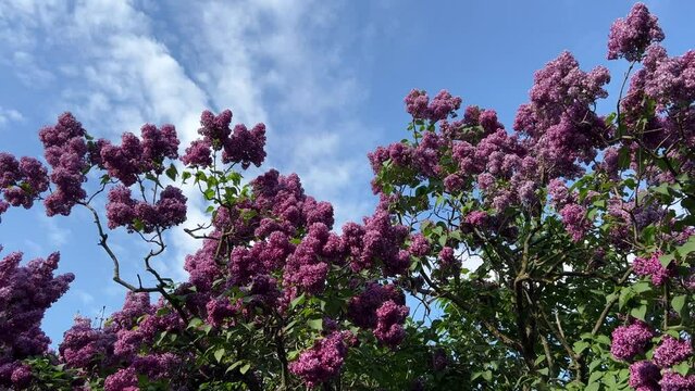 Purple lilac bush in the garden.