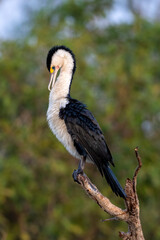 Pied Cormorant Phalacrocorax varius, in the Northern Territory, Australia
