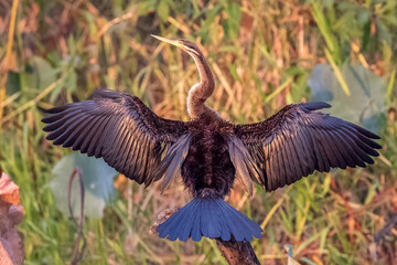 Female Australasian Darter (Anhinga novaehollandiae) sitting in the sun drying her wings in Northern Territory, Australia