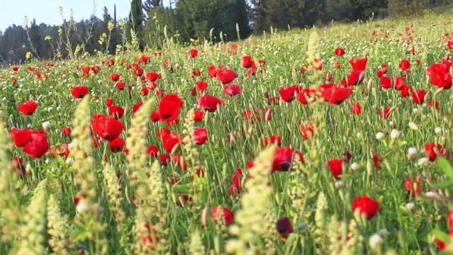 Field with growing wildflowers - poppies, cornflowers and buttercups, a ray of sun breaks through the petals. beautiful sunset view. High-quality FullHD footage
