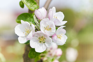 Apple tree blossom close-up. White apple flower on natural warm color background.
