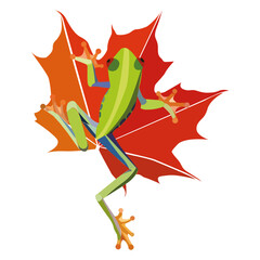 Fototapeta premium frog