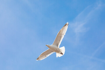 Seagull in flight, below against the blue sky