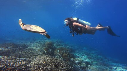 Turtle, coral reef and scuba woman swimming in ocean, underwater and diver on tropical sea adventure in nature. Person, snorkel gear and marine life or animal, fish with female swimmer on vacation