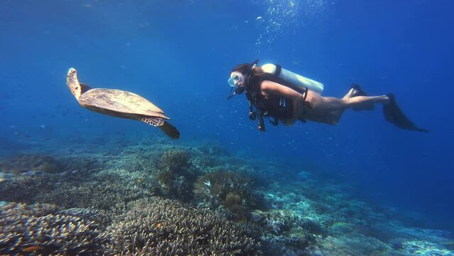 Turtle, coral reef and scuba woman swimming in ocean, underwater and diver on tropical sea adventure in nature. Person, snorkel gear and marine life or animal, fish with female swimmer on vacation