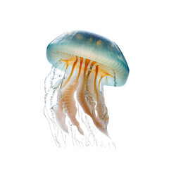 jellyfish on a transparant background, PNG, Generative Ai - obrazy, fototapety, plakaty