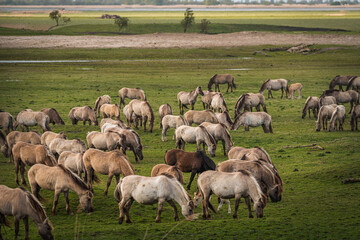 Obraz premium Herd of Konik horses in sunlight. Wild horses in Oostvaardersplassen nature reserve Flevoland in Netherlands