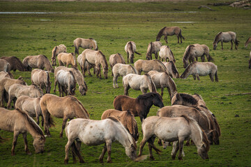 Herd of Konik horses in sunlight. Wild horses in Oostvaardersplassen nature reserve Flevoland in Netherlands