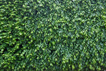 Ivy on a wall