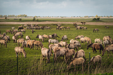 Obraz premium Herd of Konik horses in sunlight. Wild horses in Oostvaardersplassen nature reserve Flevoland in Netherlands
