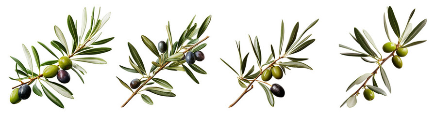 Olive branches with green and ripe olives on a transparent background, Generative AI