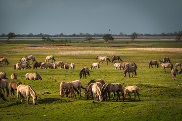 Herd of Konik horses in sunlight. Wild horses in Oostvaardersplassen nature reserve Flevoland in Netherlands © Thilo Wagner